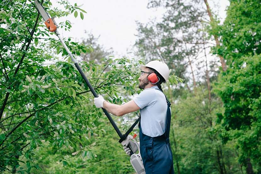 Teleskopická pila je úžasný pomocník i při potřebě prořezávky ve větší výšce