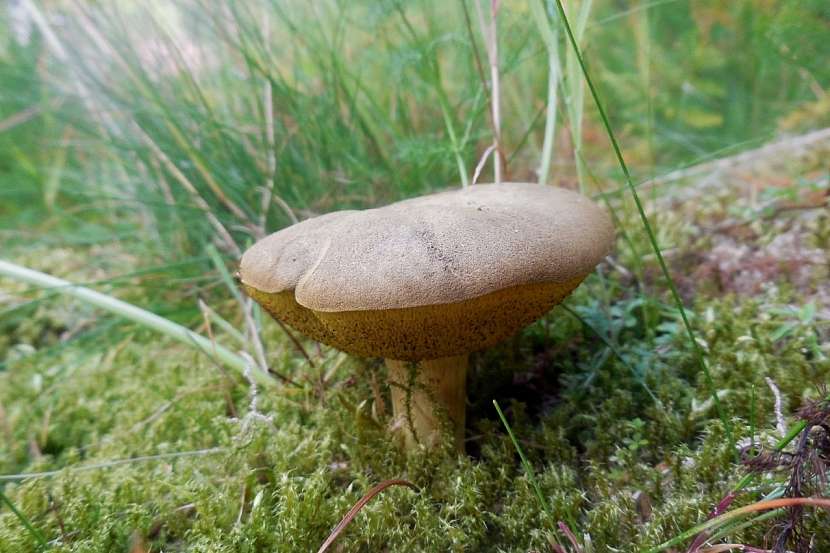 suchohřib žlutomasý (Xerocomus chrysenteron)