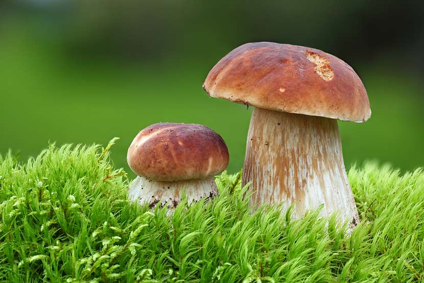 Hřib dubový