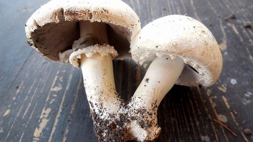Pečárka polní (Agaricus campestris)