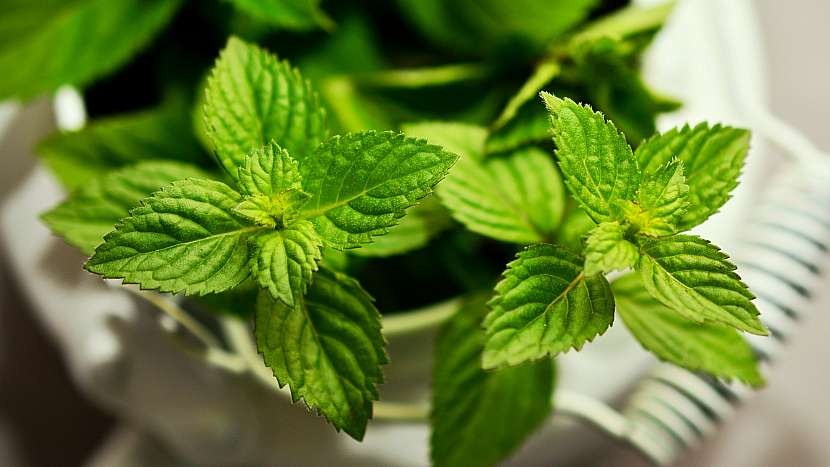 Máta peprná (Mentha piperita) vykazuje protizánětlivé a analgetické účinky, nohy příjemně znecitlivuje