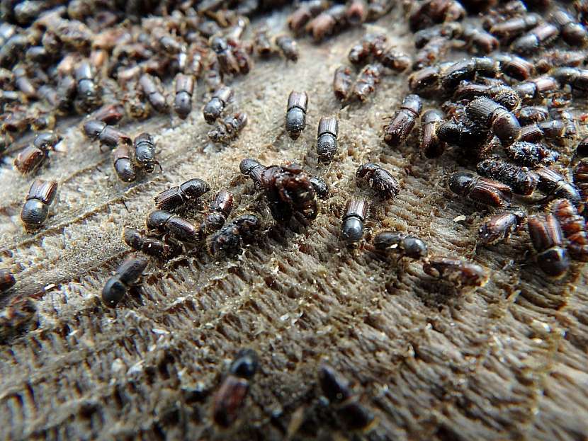 Dřevo napadené kůrovcem je nutné zpracovat ve velmi krátké době