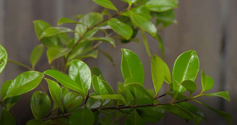 Psidium cattleianum
