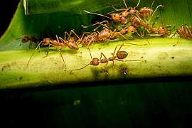Těchto pár jednoduchých rad vypudí mravence ze zahrady i skleníku