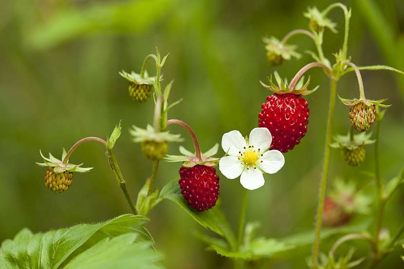 Jahodník obecný (Fragaria vesca)