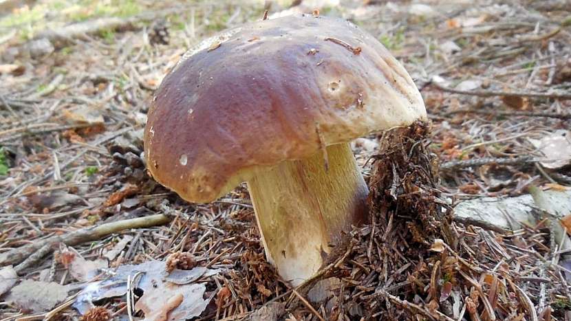 Hřib smrkový (Boletus edulis) se mi podařilo najít poblíž Nového Strašecí