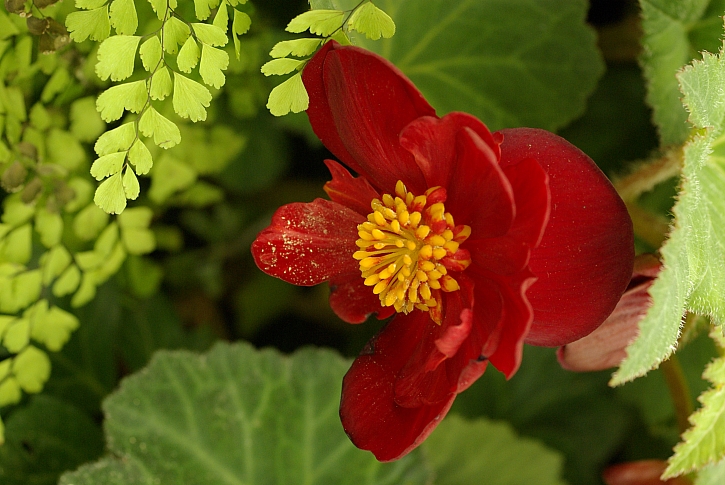 Begonia tbh.samčí květ