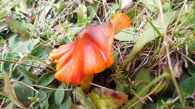 Voskovka černající (Hygrocybe nigrescens)