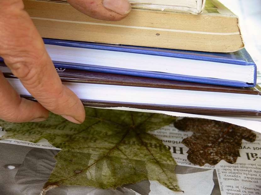 Preparování listů – návod