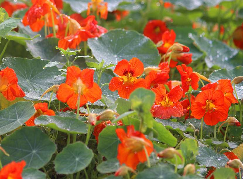 Lichořeřišnice větší (Tropaeolum majus)