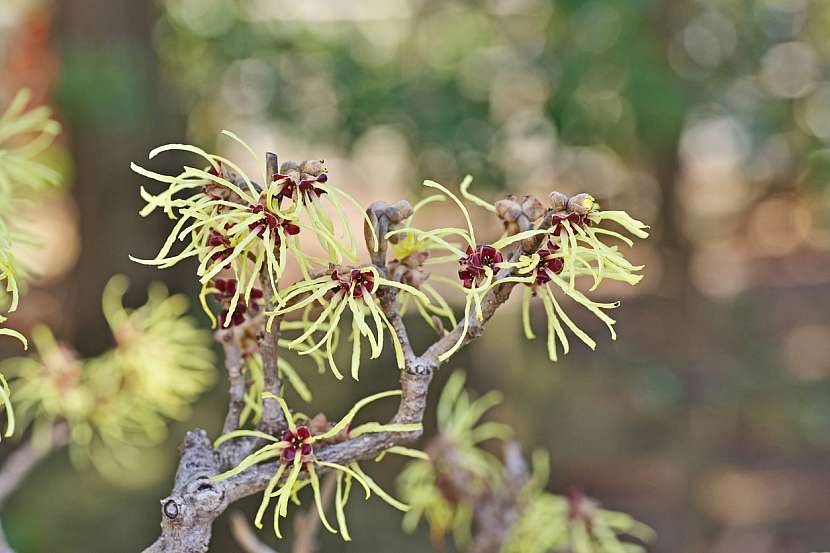 Hamamelis japonica