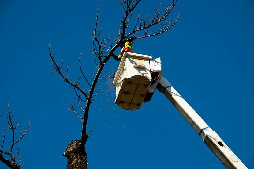 Pomocí vysokozdvižné techniky pracovníci ořežou větve a spustí je na zem