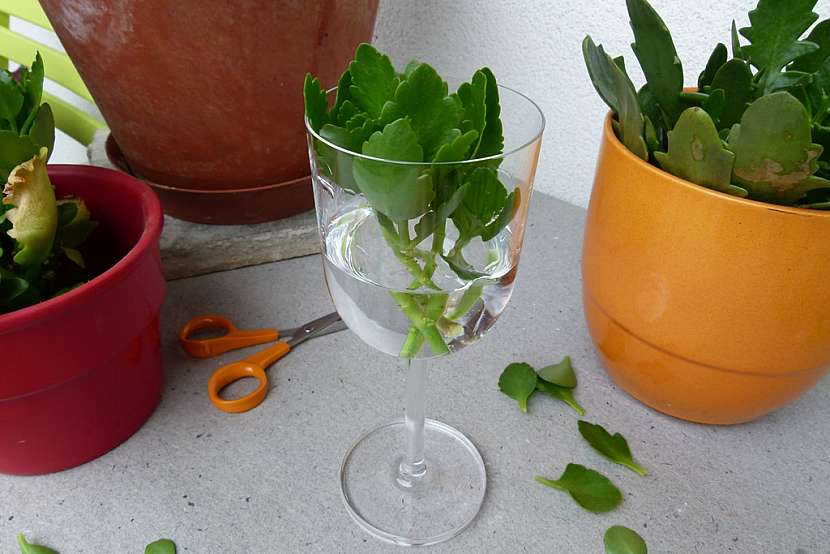 Kalanchoe po odkvětu potřebuje vaši péči: Zkuste ji ostříhat a namnožit 7