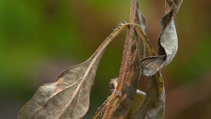 Slunečnice topinambur (Helianthus tuberosus).