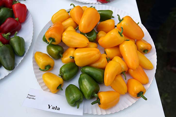 Odrůda Yala plodí sladké žluté papriky