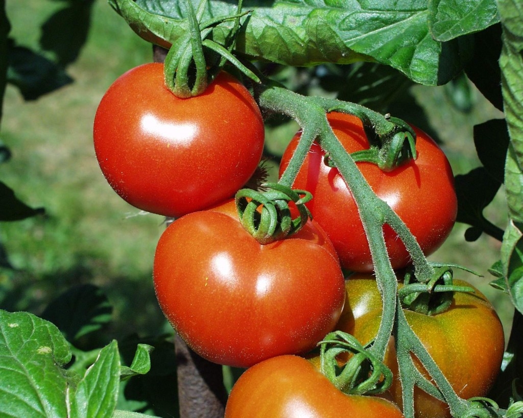 Tajemství úspěšného pěstování rajčat