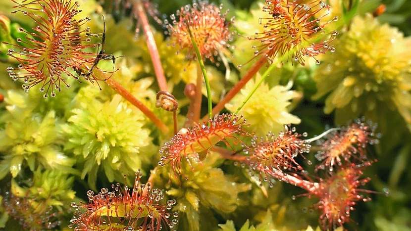 Nebojte se pěstování masožravých rostlin: rosnatka (Drosera)
