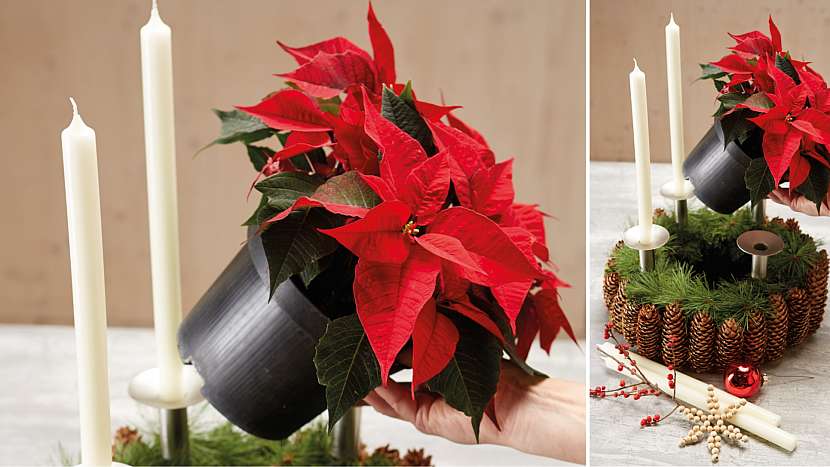 Přírodní adventní věnec: věnec dozdobte poinsettií, cesmínou a vánočními ozdobami