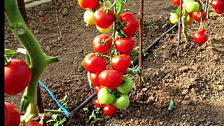 Jak vysévat netradiční odrůdy rajčat