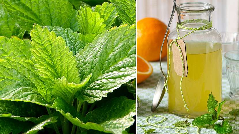Meduňka lékařská (Melissa officinalis): sirup proti stresu a nespavosti
