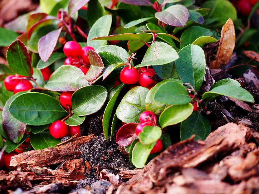 Libavka poléhavá (Gaultheria procumbens)