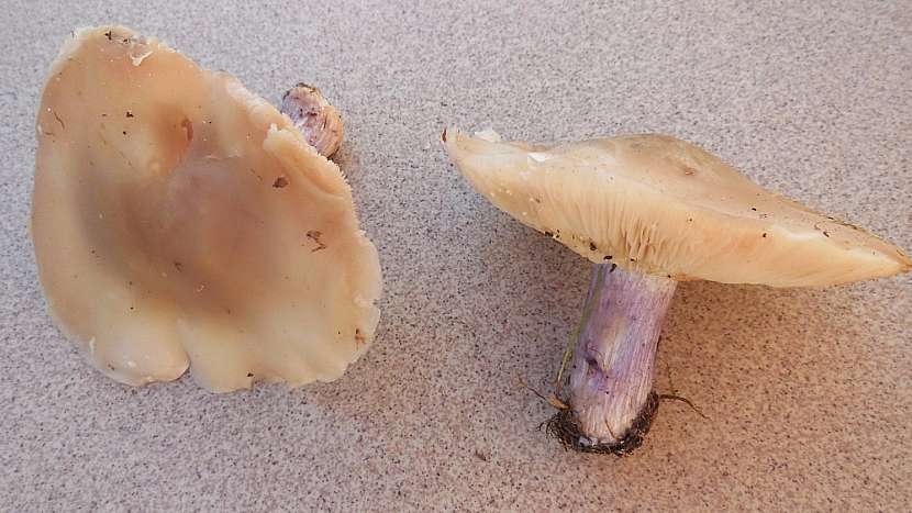 Čirůvka dvoubarvá (Lepista saeva)