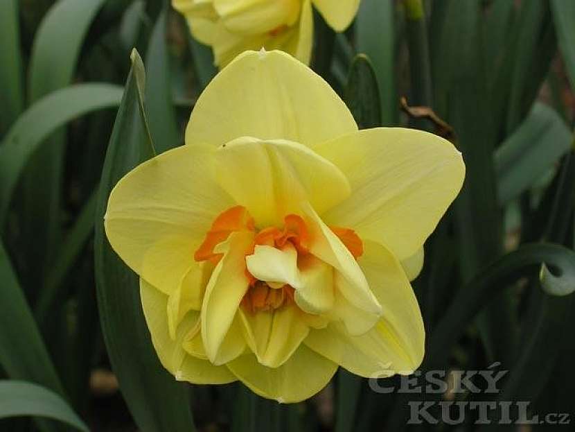 Narcis - hybridy