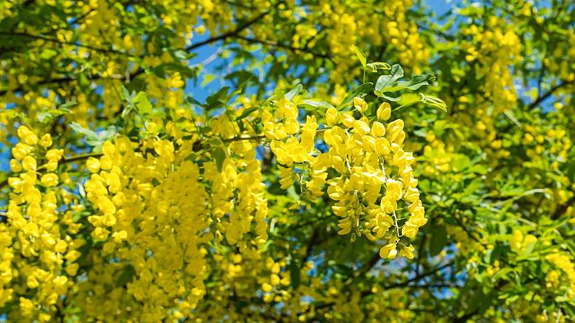 Zlatý déšť - štědřenec odvislý (Laburnum anagyroides) je prudce jedovatý keř
