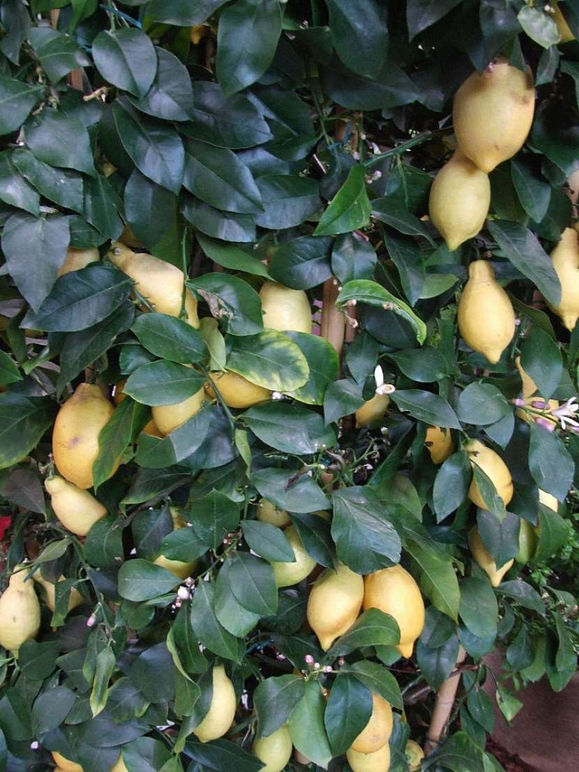Citrony lze uskladnit v soli v kameninovém hrnci
