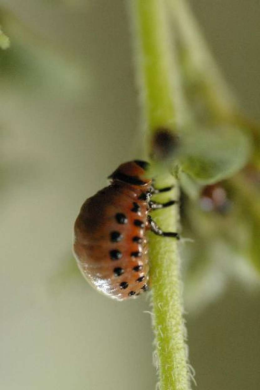 Žravá larva mandelinky