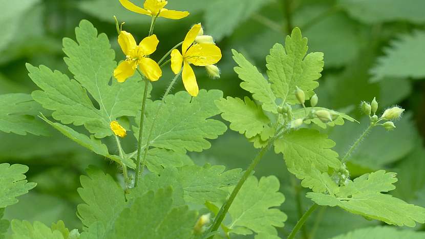 Vlaštovičník větší (Chelidonium majus) roste na vlhkých místech
