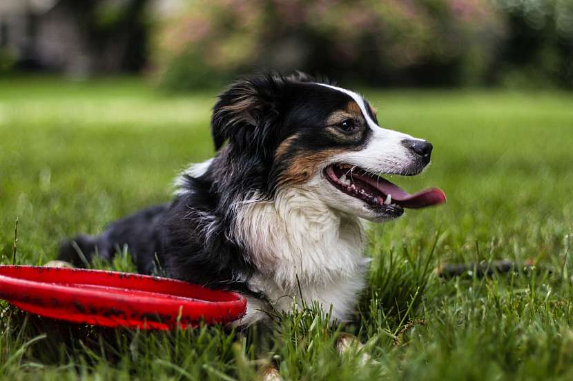Pes frisbee