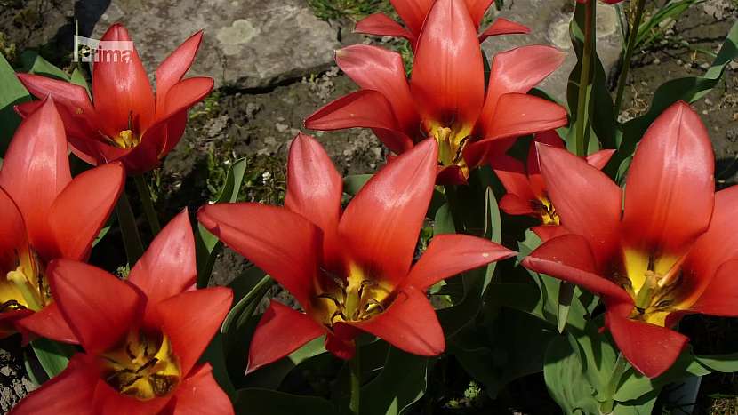 Tulipány