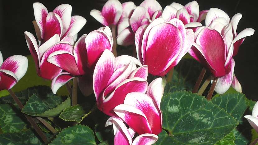 Nejkrásnější vánoční květiny: brambořík (Cyclamen)