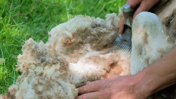 Stříhání ovce
