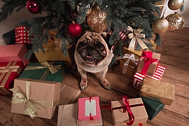 Užijte si vánoční pohodu se psem