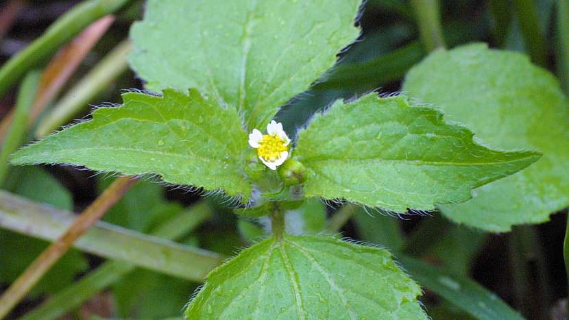 Letní zahrada bez plevele: pěťour maloúborný (Galinsoga parviflora)
