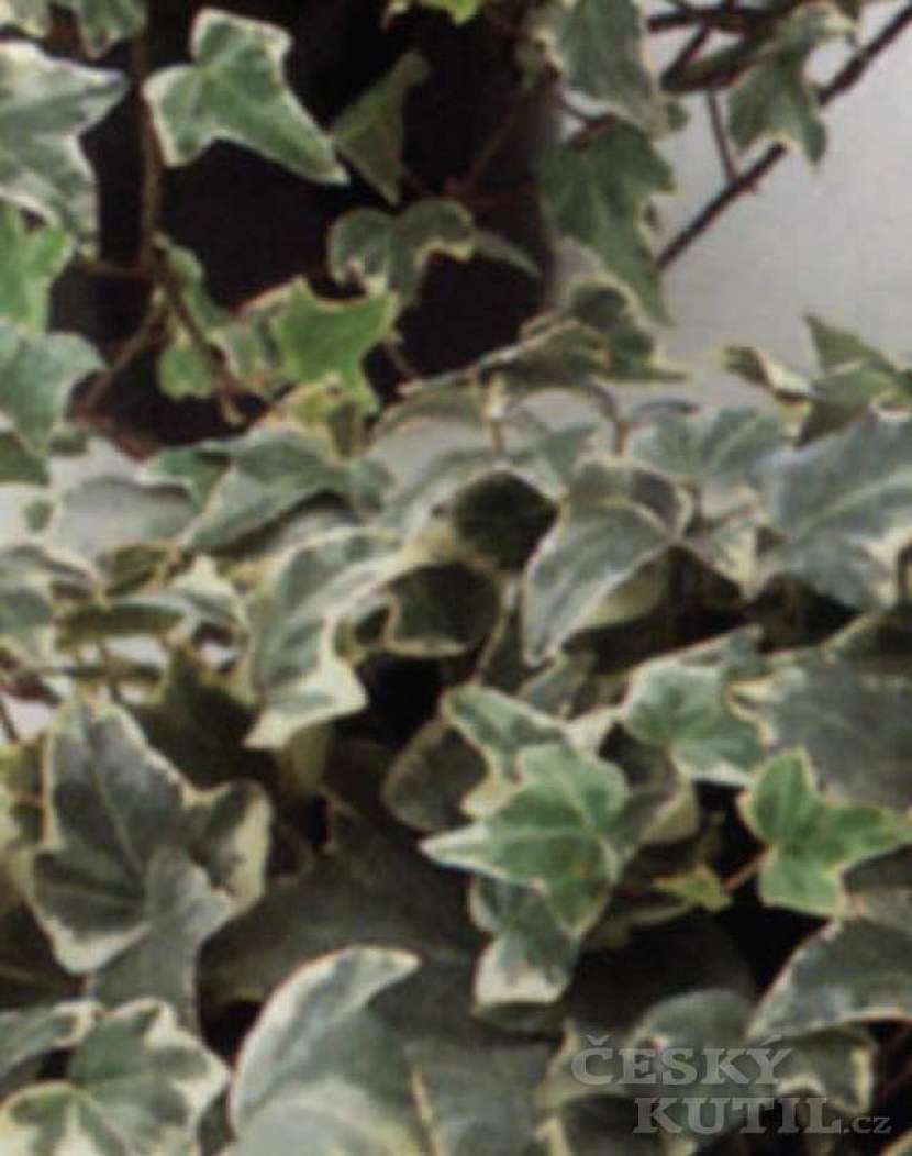Hedera – pestrolisté druhy
