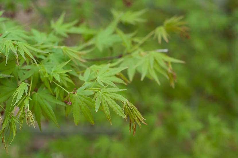 Acer palmatum