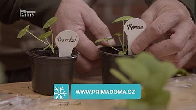 Nejlepší čas pro výsev muškátů je právě teď (Zdroj: Prima DOMA)