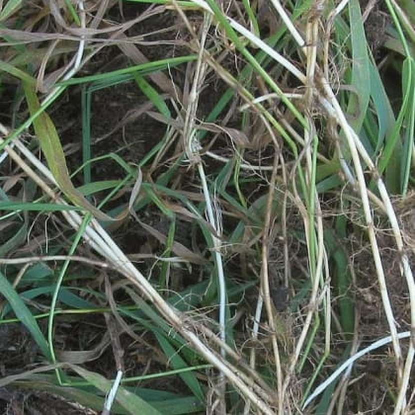 Jarní detox: pýr plazivý (Elytrigia repens)
