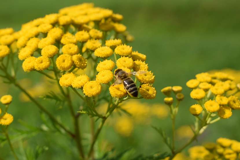 Vratič obecný (Tanacetum vulgare)
