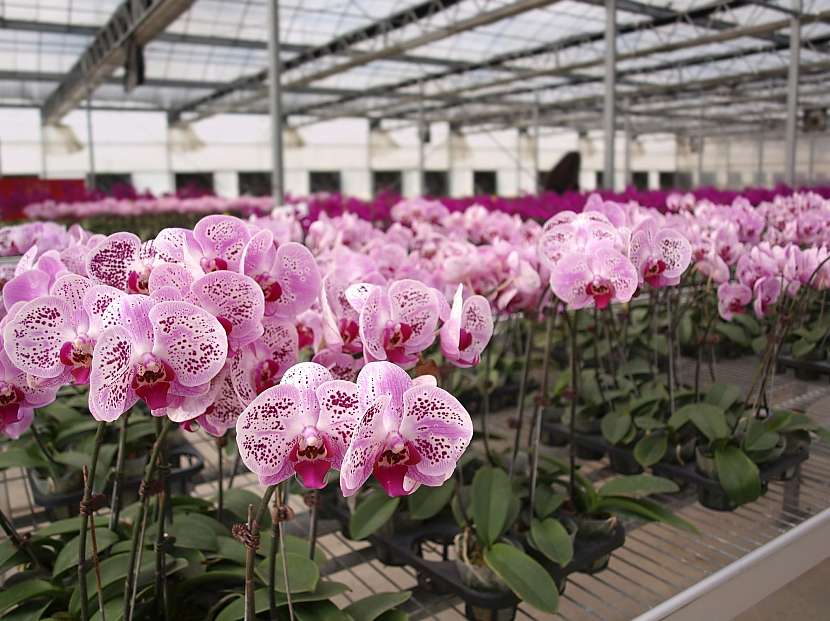 Orchidee ve skleníku