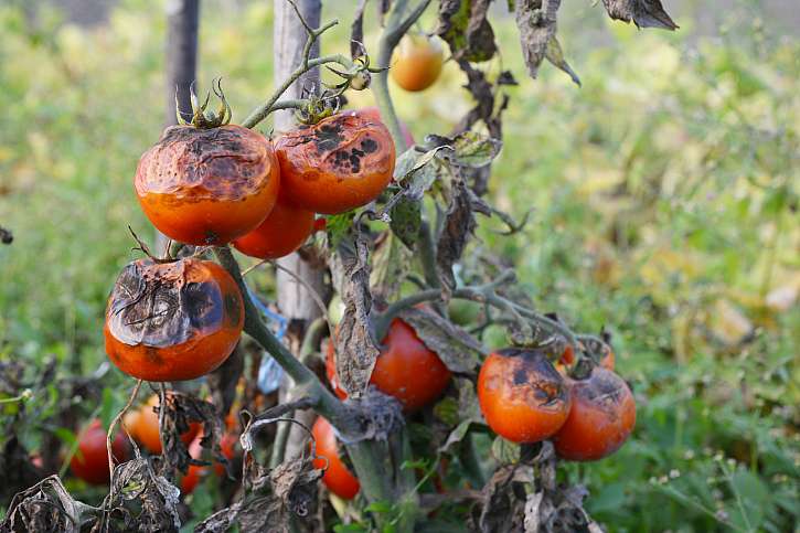 Plesnivá rajčata