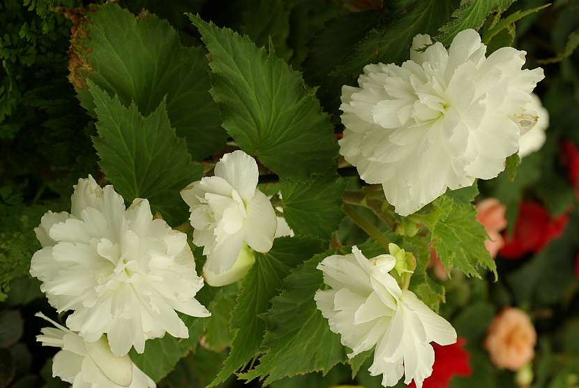 Begonia Chanson F1 bílá