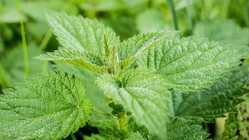 Kopřiva dvoudomá (Urtica dioica)