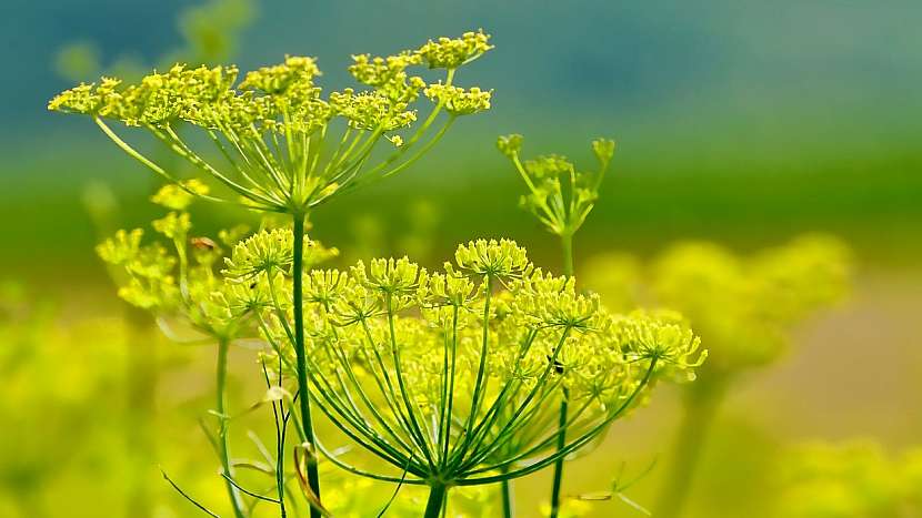 Fenykl obecný (Foeniculum vulgare) je víceletá bylina, vzhledem připomíná kmín a kopr