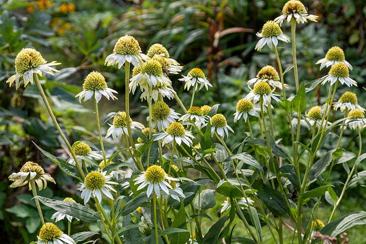 Ať žije echinacea &#8211; trvalka budoucnosti!