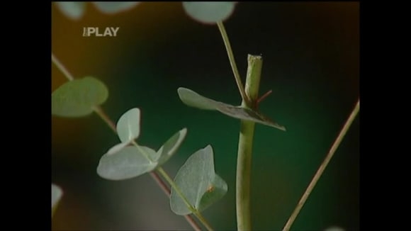 Výsev eukalyptu a jeho pěstování