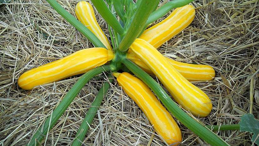Cuketa žlutá, hybridní odrůda Sunstripe F1 má zářivě žluté plody se zlatým žíháním